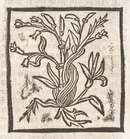 An illustration from [Arbolayre :] Le grant herbier en françois, leaf 111