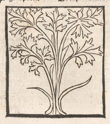 An illustration from [Arbolayre :] Le grant herbier en françois, leaf 119