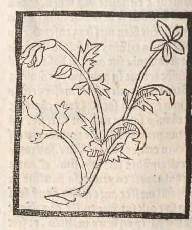 An illustration from [Arbolayre :] Le grant herbier en françois, leaf 125