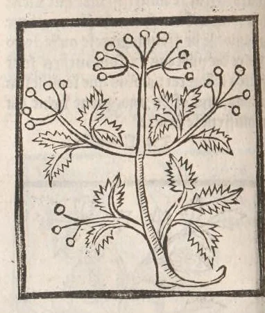 An illustration from [Arbolayre :] Le grant herbier en françois, leaf 137