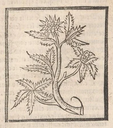 An illustration from [Arbolayre :] Le grant herbier en françois, leaf 143