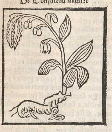 An illustration from [Arbolayre :] Le grant herbier en françois, leaf 148