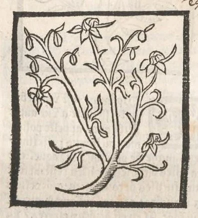 An illustration from [Arbolayre :] Le grant herbier en françois, leaf 148