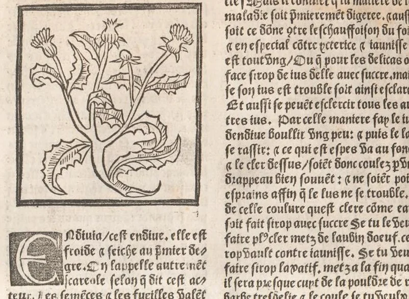 An illustration from [Arbolayre :] Le grant herbier en françois, leaf 159