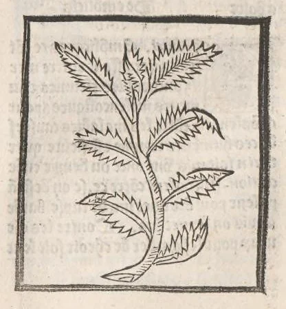 An illustration from [Arbolayre :] Le grant herbier en françois, leaf 162