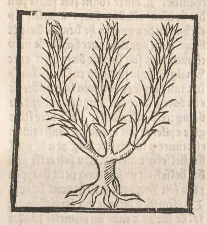 An illustration from [Arbolayre :] Le grant herbier en françois, leaf 166