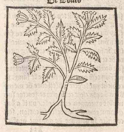 An illustration from [Arbolayre :] Le grant herbier en françois, leaf 169