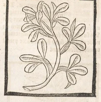 An illustration from [Arbolayre :] Le grant herbier en françois, leaf 176