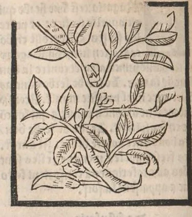 An illustration from [Arbolayre :] Le grant herbier en françois, leaf 179