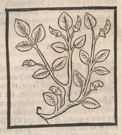 An illustration from [Arbolayre :] Le grant herbier en françois, leaf 179