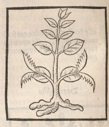 An illustration from [Arbolayre :] Le grant herbier en françois, leaf 185