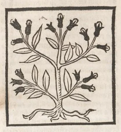 An illustration from [Arbolayre :] Le grant herbier en françois, leaf 189