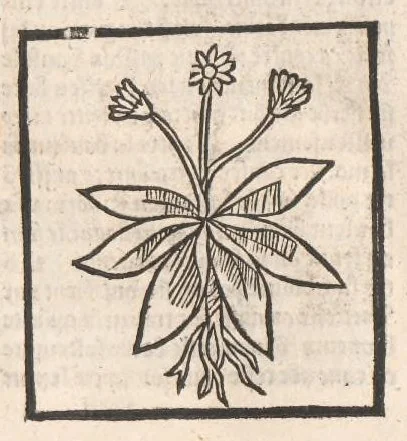 An illustration from [Arbolayre :] Le grant herbier en françois, leaf 195