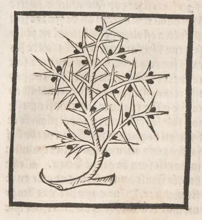 An illustration from [Arbolayre :] Le grant herbier en françois, leaf 198