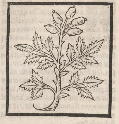 An illustration from [Arbolayre :] Le grant herbier en françois, leaf 201