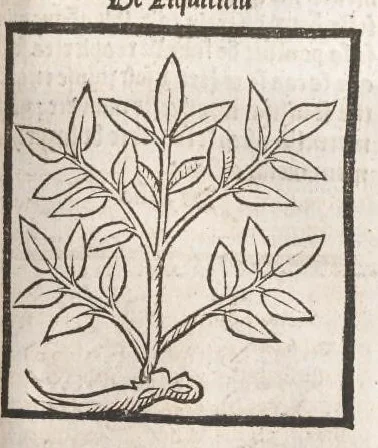 An illustration from [Arbolayre :] Le grant herbier en françois, leaf 204