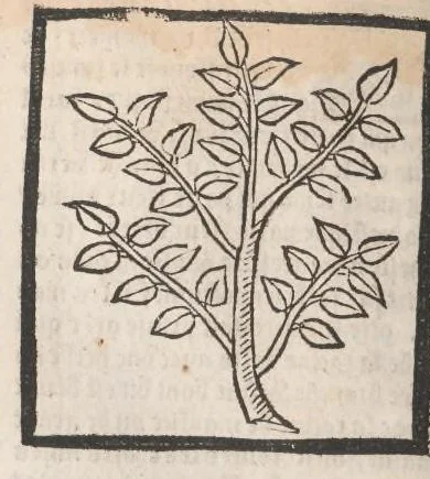 An illustration from [Arbolayre :] Le grant herbier en françois, leaf 207