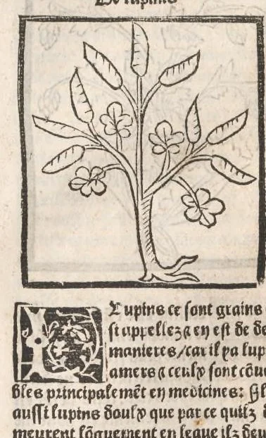 An illustration from [Arbolayre :] Le grant herbier en françois, leaf 211
