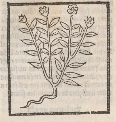 An illustration from [Arbolayre :] Le grant herbier en françois, leaf 219