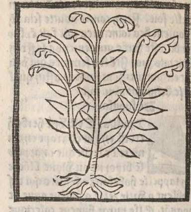 An illustration from [Arbolayre :] Le grant herbier en françois, leaf 219