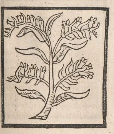 An illustration from [Arbolayre :] Le grant herbier en françois, leaf 222