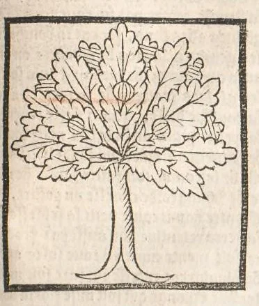 An illustration from [Arbolayre :] Le grant herbier en françois, leaf 226