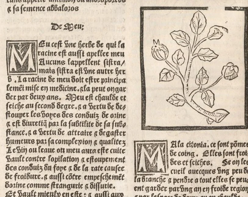 An illustration from [Arbolayre :] Le grant herbier en françois, leaf 231