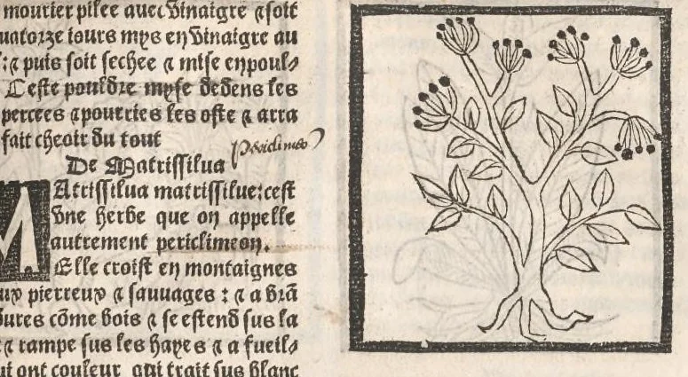 An illustration from [Arbolayre :] Le grant herbier en françois, leaf 244