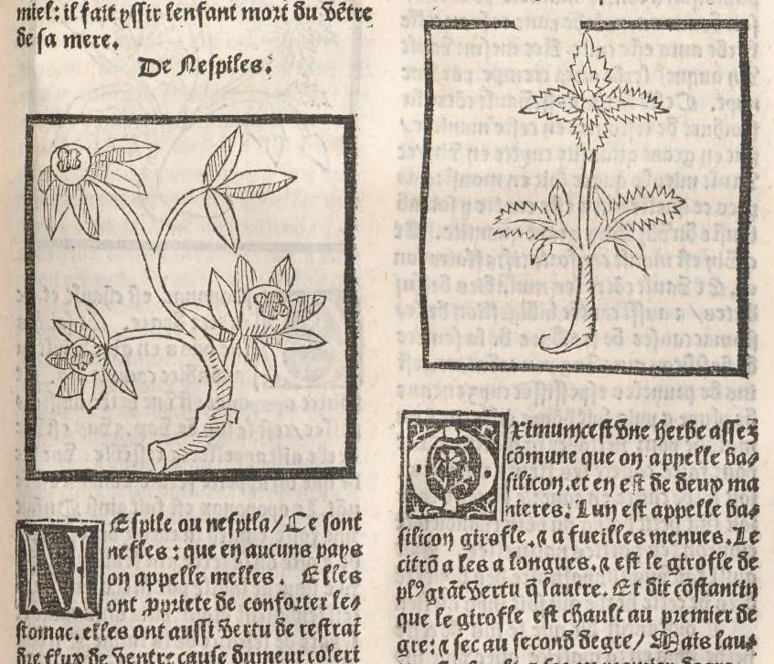 An illustration from [Arbolayre :] Le grant herbier en françois, leaf 254