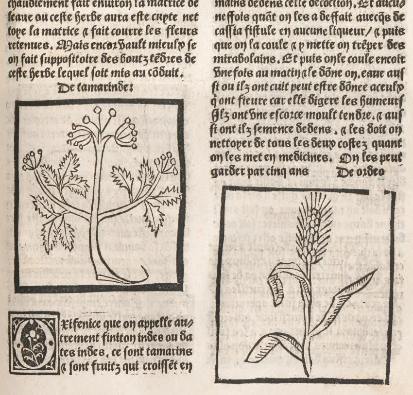 An illustration from [Arbolayre :] Le grant herbier en françois, leaf 258