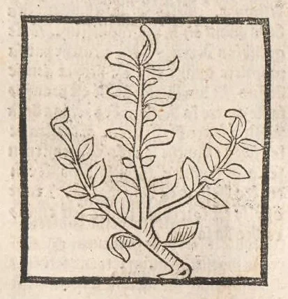 An illustration from [Arbolayre :] Le grant herbier en françois, leaf 275