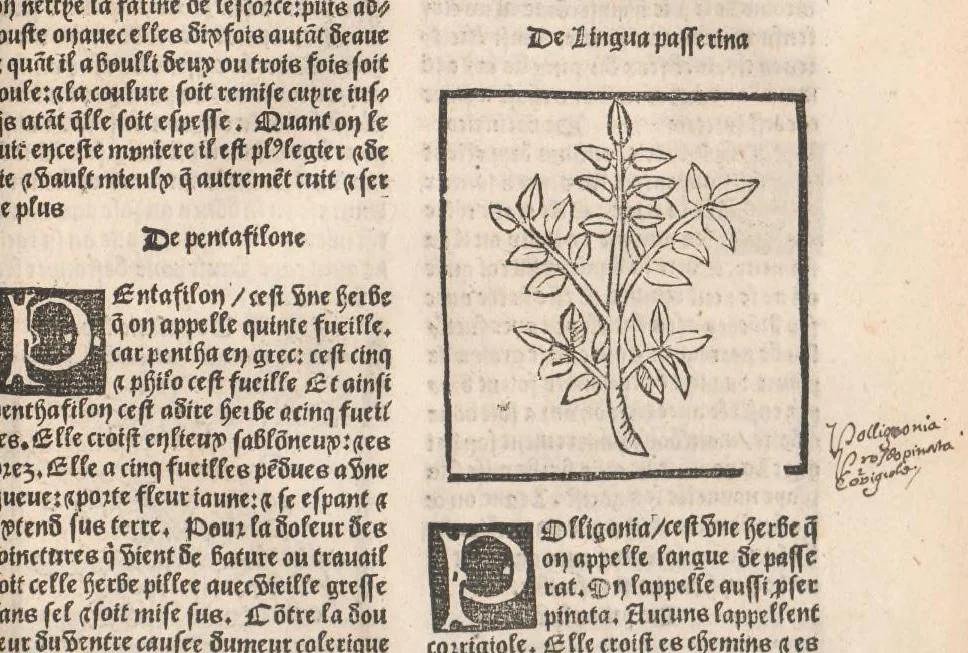 An illustration from [Arbolayre :] Le grant herbier en françois, leaf 278