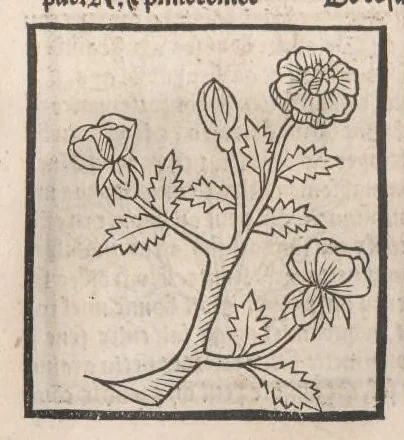 An illustration from [Arbolayre :] Le grant herbier en françois, leaf 284