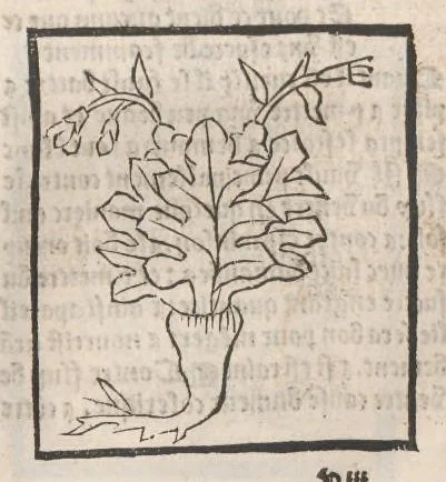 An illustration from [Arbolayre :] Le grant herbier en françois, leaf 292