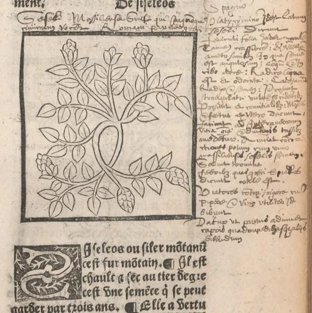 An illustration from [Arbolayre :] Le grant herbier en françois, leaf 298