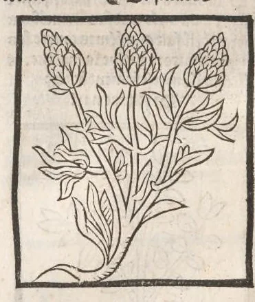 An illustration from [Arbolayre :] Le grant herbier en françois, leaf 301