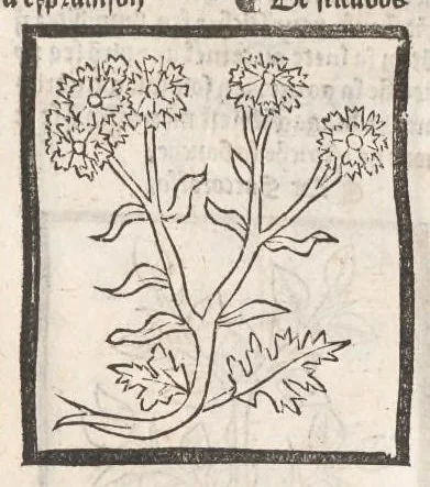 An illustration from [Arbolayre :] Le grant herbier en françois, leaf 301