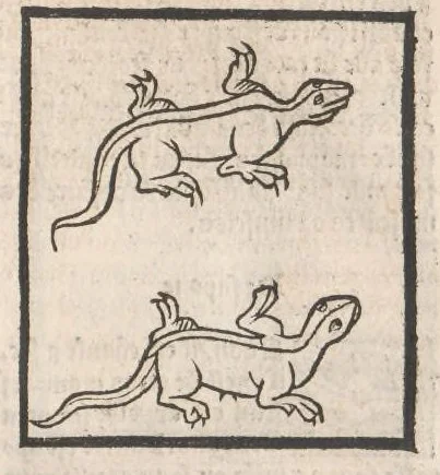 An illustration from [Arbolayre :] Le grant herbier en françois, leaf 304