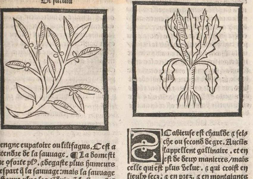 An illustration from [Arbolayre :] Le grant herbier en françois, leaf 308
