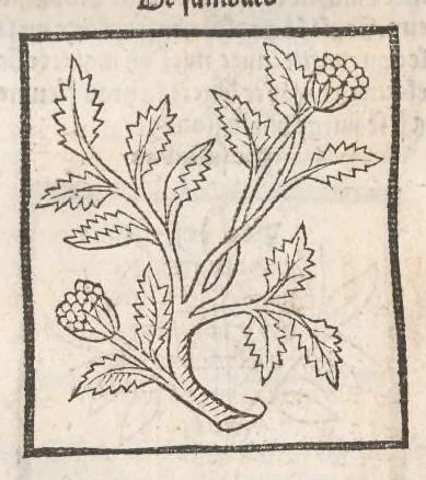 An illustration from [Arbolayre :] Le grant herbier en françois, leaf 311