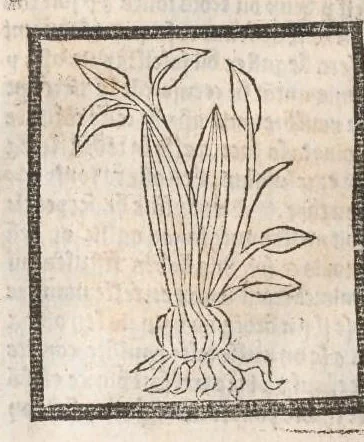 An illustration from [Arbolayre :] Le grant herbier en françois, leaf 311