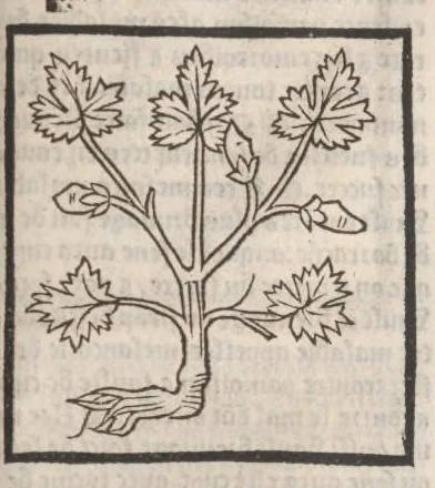 An illustration from [Arbolayre :] Le grant herbier en françois, leaf 314
