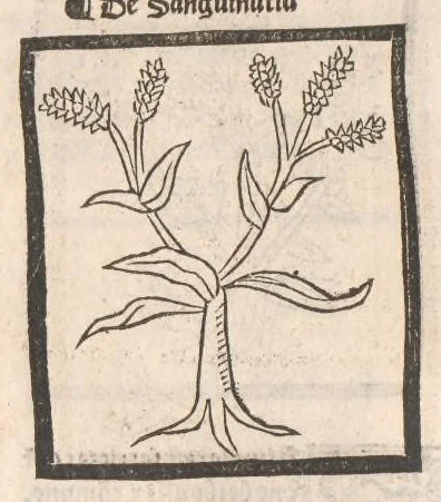 An illustration from [Arbolayre :] Le grant herbier en françois, leaf 317