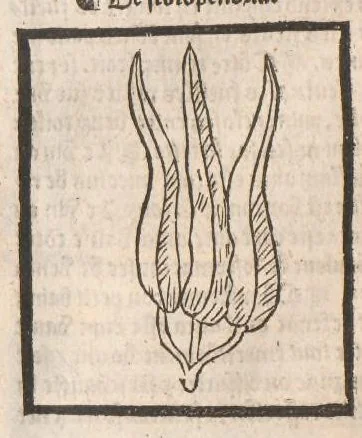 An illustration from [Arbolayre :] Le grant herbier en françois, leaf 317