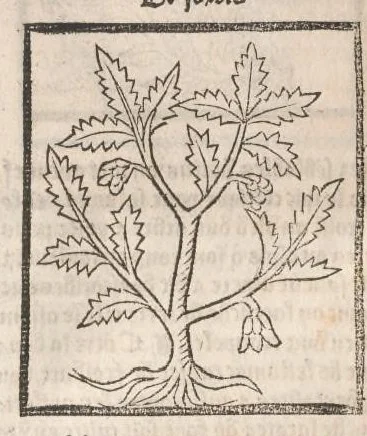 An illustration from [Arbolayre :] Le grant herbier en françois, leaf 323