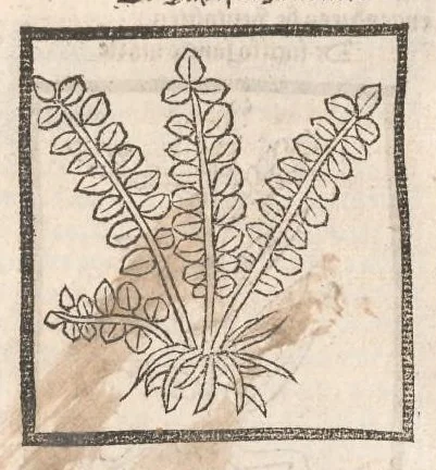 An illustration from [Arbolayre :] Le grant herbier en françois, leaf 323