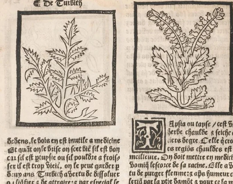 An illustration from [Arbolayre :] Le grant herbier en françois, leaf 327