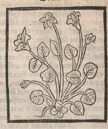 An illustration from [Arbolayre :] Le grant herbier en françois, leaf 331