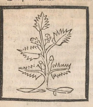 An illustration from [Arbolayre :] Le grant herbier en françois, leaf 334