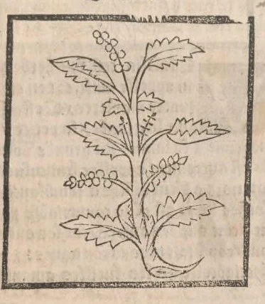 An illustration from [Arbolayre :] Le grant herbier en françois, leaf 334
